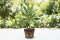 Macadamia Plant with Accurate Leaves